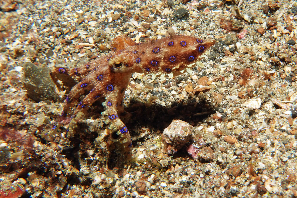 Blauringoktopus (Blauringkrake) beim Muck-Diving in der Lembeh Strait