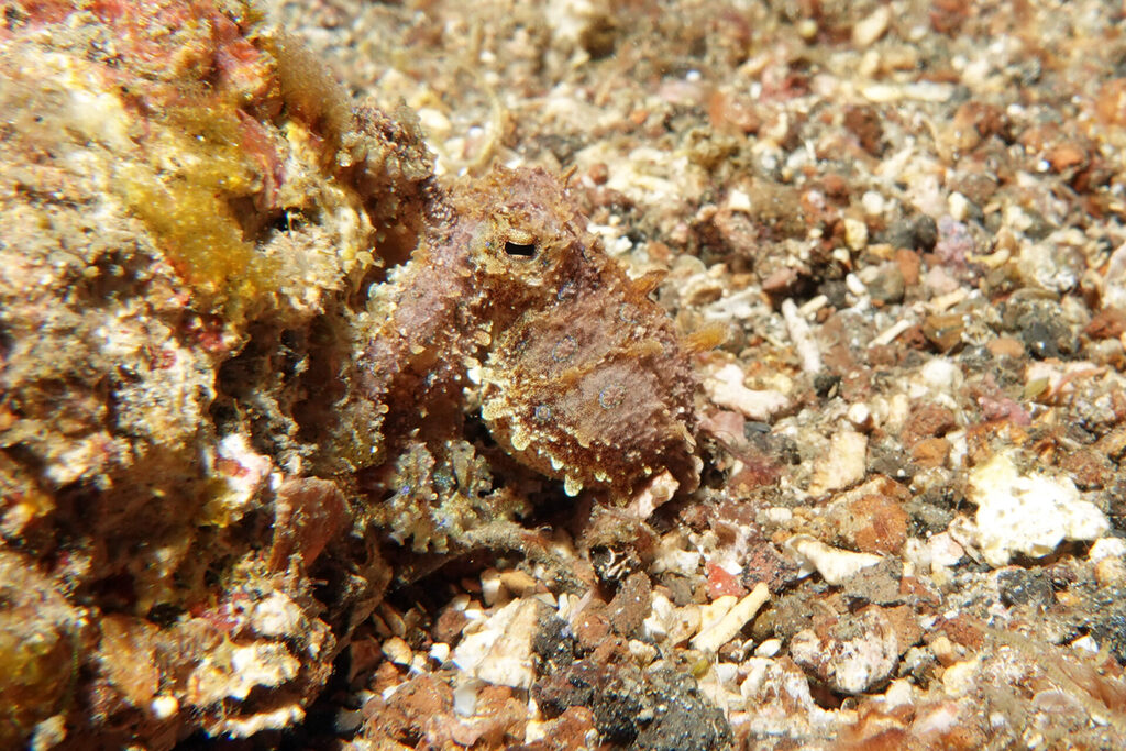 White-Sands_Lembeh_Sulawesi_dsc03572