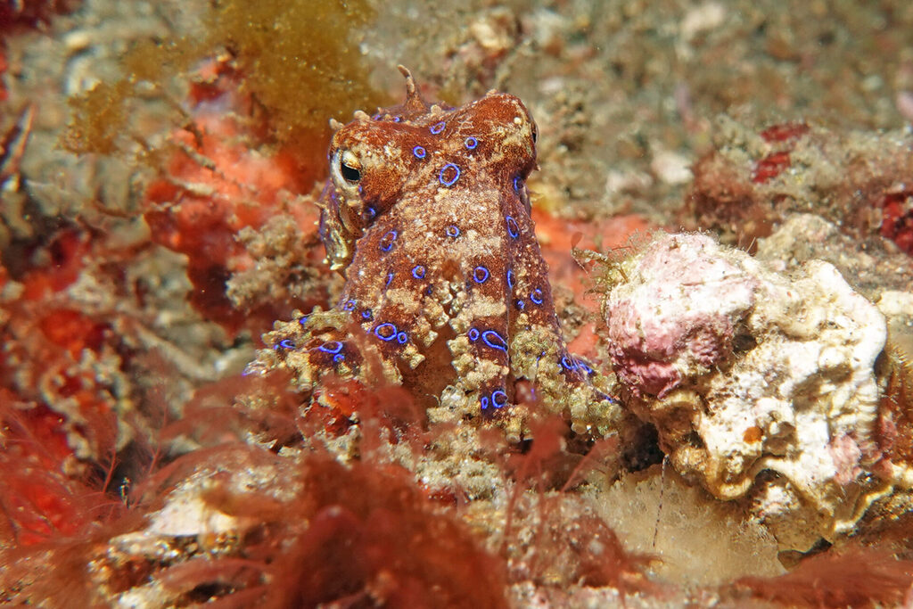 Blauringoktopus (Blauringkrake) beim Muck-Diving in der Lembeh Strait