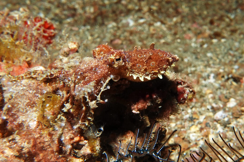 White-Sands_Lembeh_Sulawesi_dsc03575