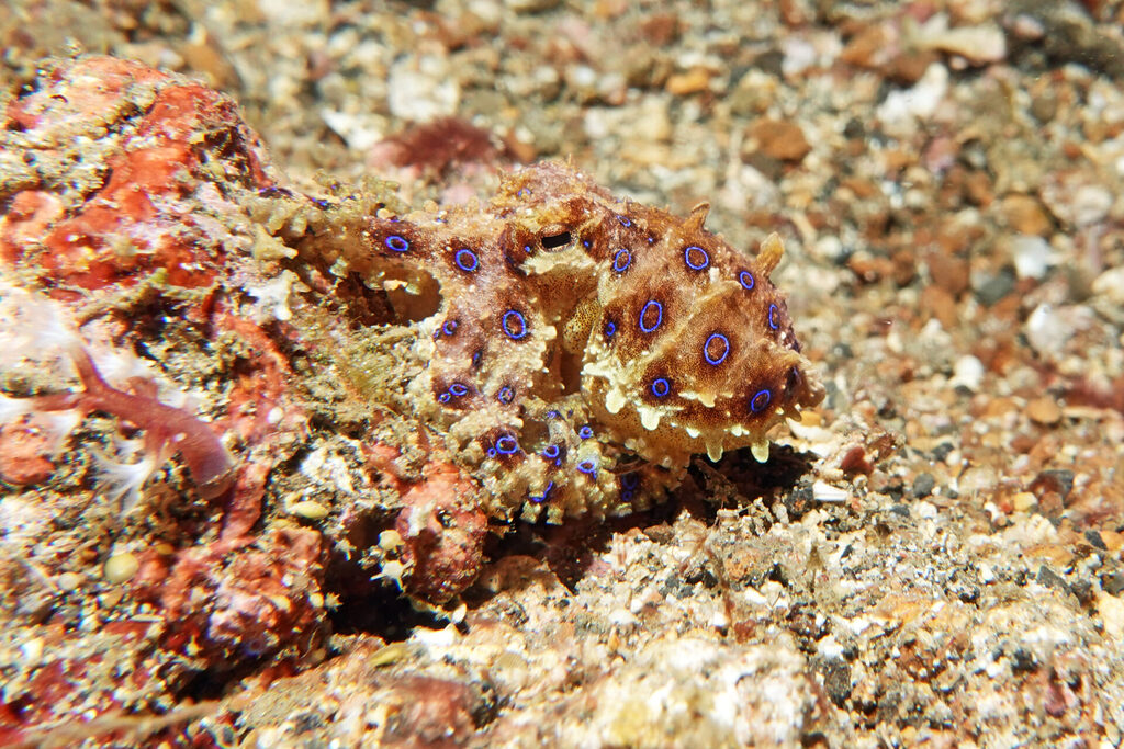 White-Sands_Lembeh_Sulawesi_dsc03585