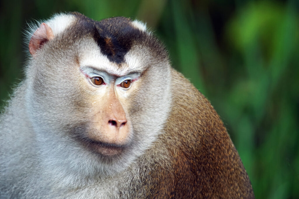 Affe im Khao Yai Nationalpark in Thailand