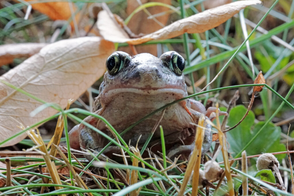 Die Knoblauchkröte ist einer der seltensten Amphibien in Deutschland, schwer zu finden und vom Aussterben bedroht