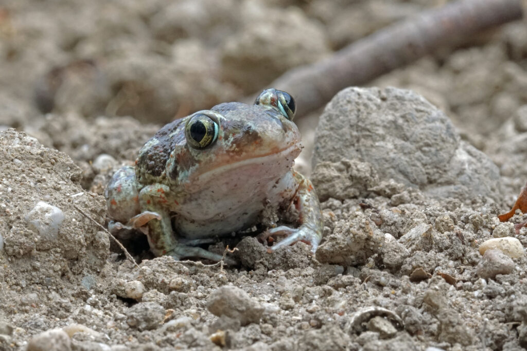 Die Knoblauchkröte ist einer der seltensten Amphibien in Deutschland, schwer zu finden und vom Aussterben bedroht