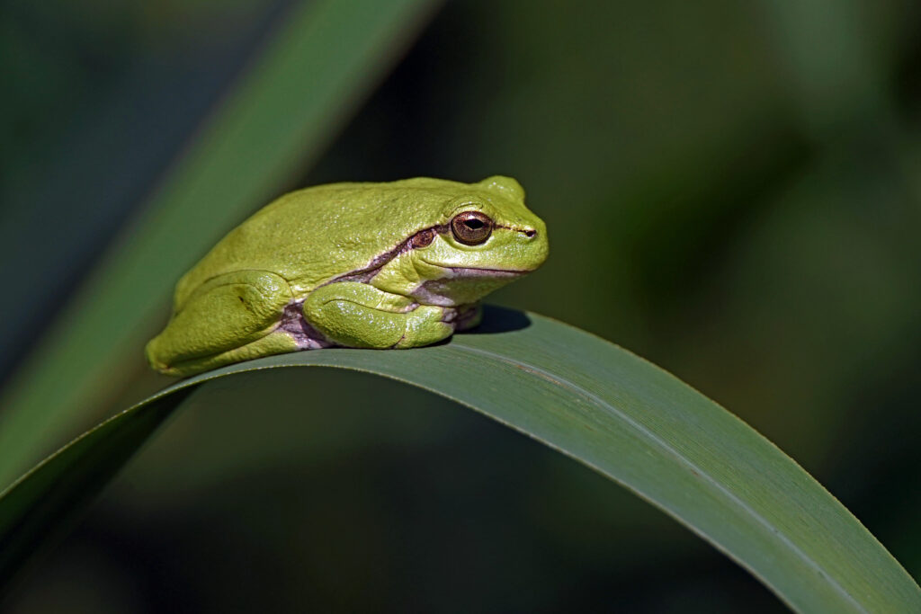 Der Laubfrosch ist eine seltene und schwer zu findende Amphibie mit Haftscheiben n den Füßen