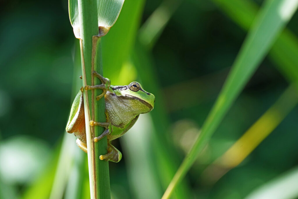 Laubfrosch beim Sonnenbad mit seinen Haftscheiben am Röhricht klebend