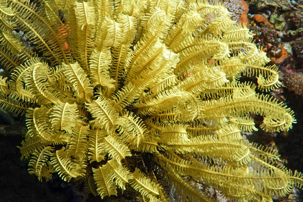 bali_nusa-penida_dsc01337