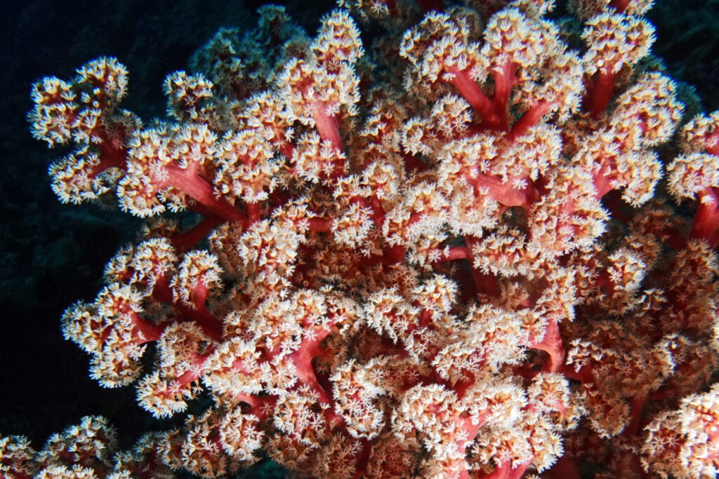 bali_nusa-penida_dsc01345