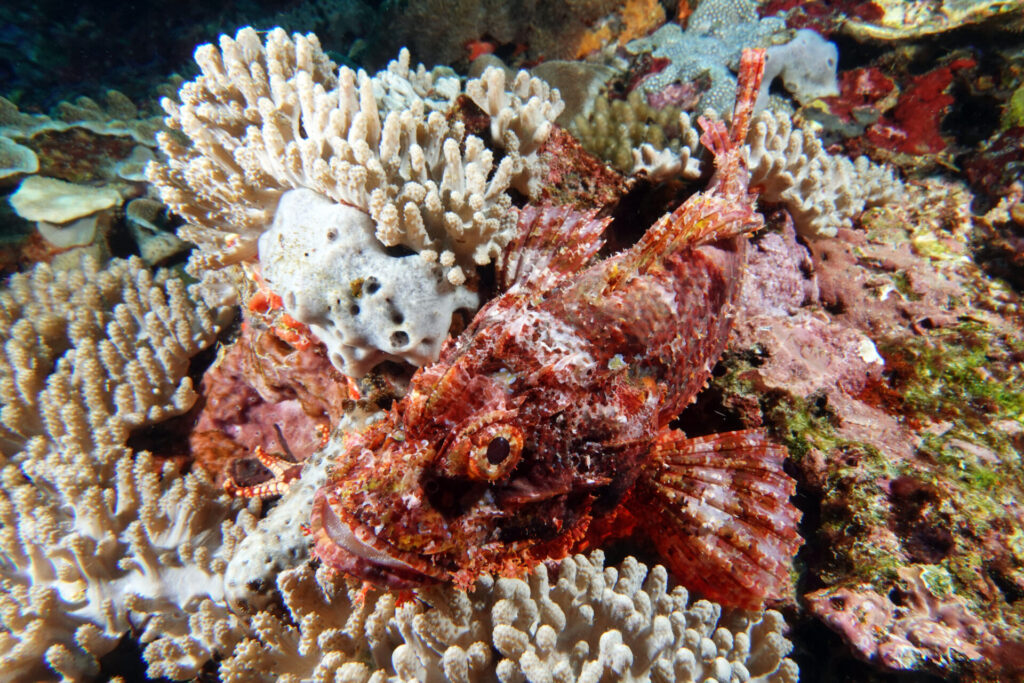 bali_nusa-penida_dsc01381