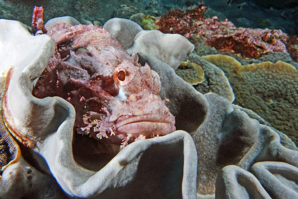 bali_nusa-penida_dsc01382