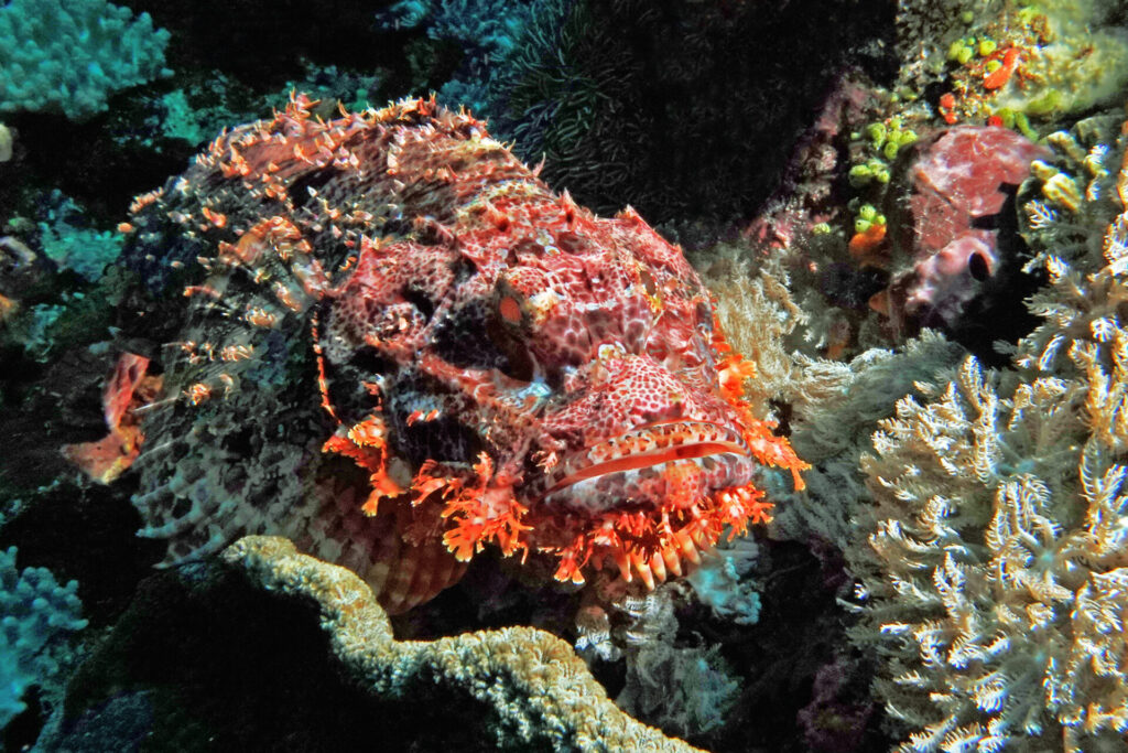 bali_nusa-penida_dsc01386
