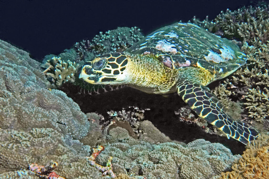 bali_nusa-penida_dsc01389