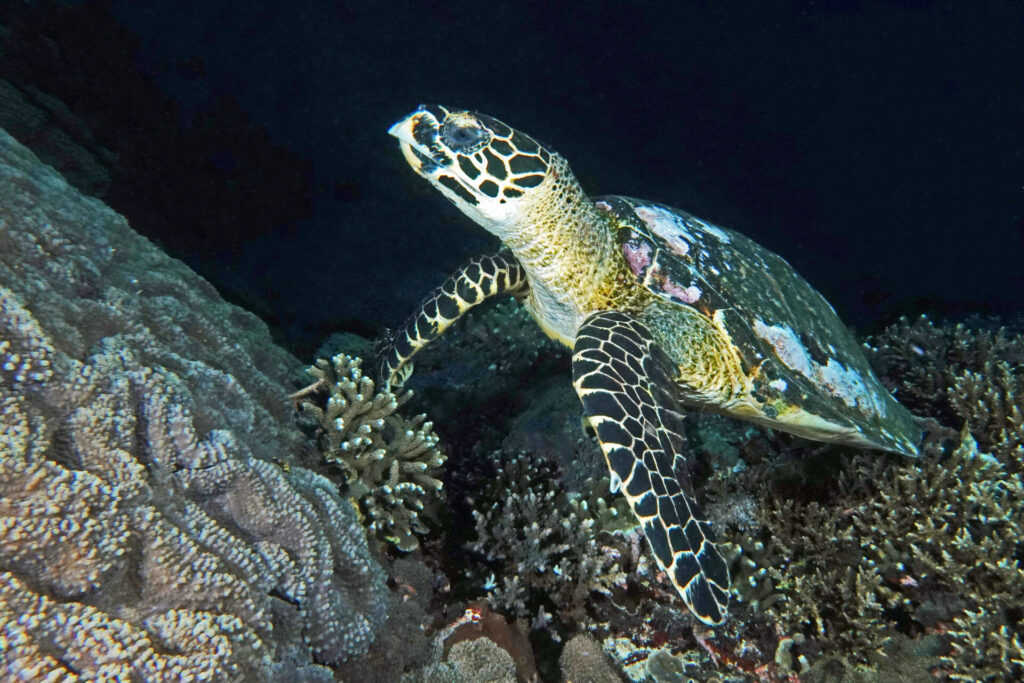 bali_nusa-penida_dsc01390