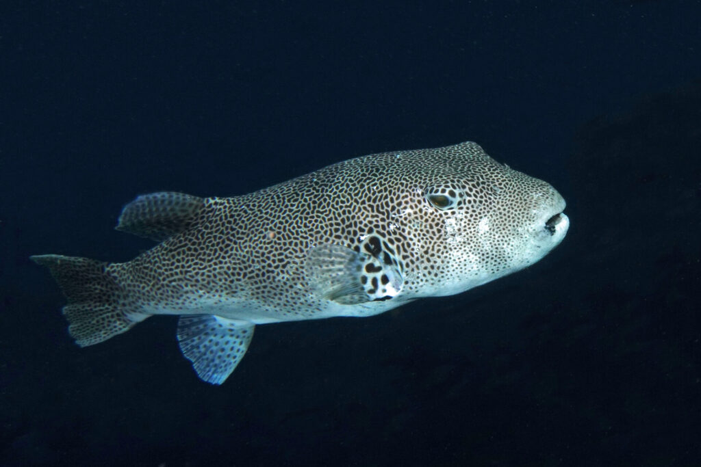 bali_nusa-penida_dsc01391