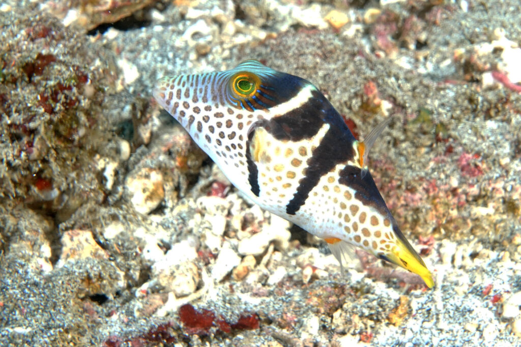 bali_nusa-penida_dsc01403