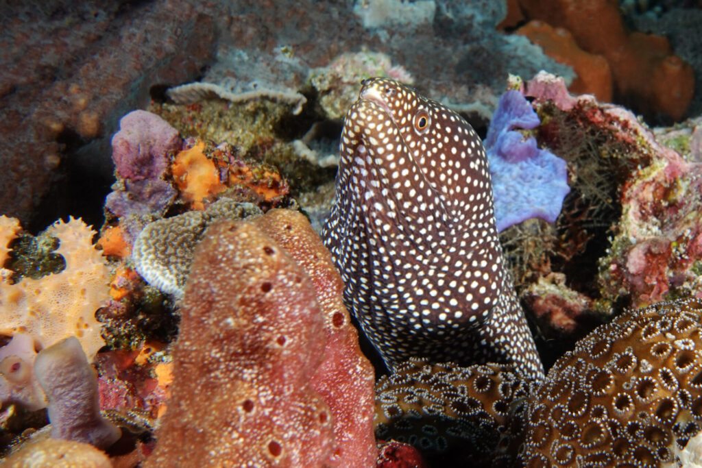 bali_nusa-penida_dsc01410