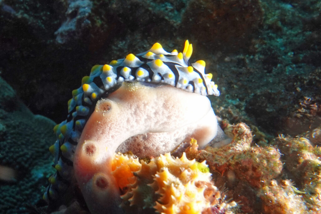 bali_nusa-penida_dsc01416