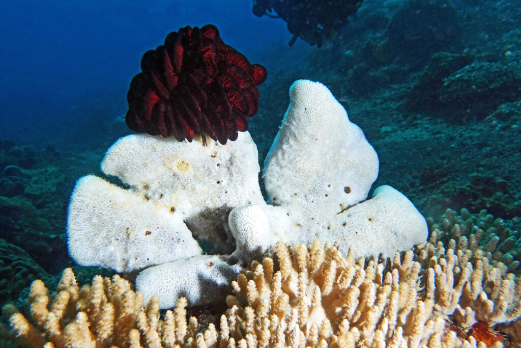 bali_nusa-penida_dsc01419