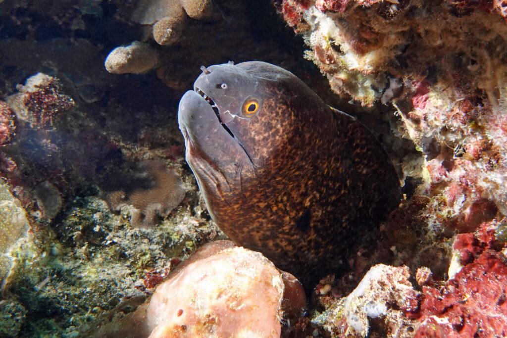 bali_nusa-penida_dsc01422