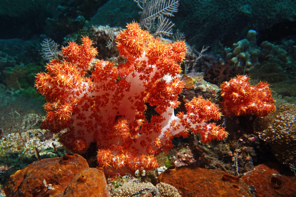 bali_nusa-penida_dsc01438