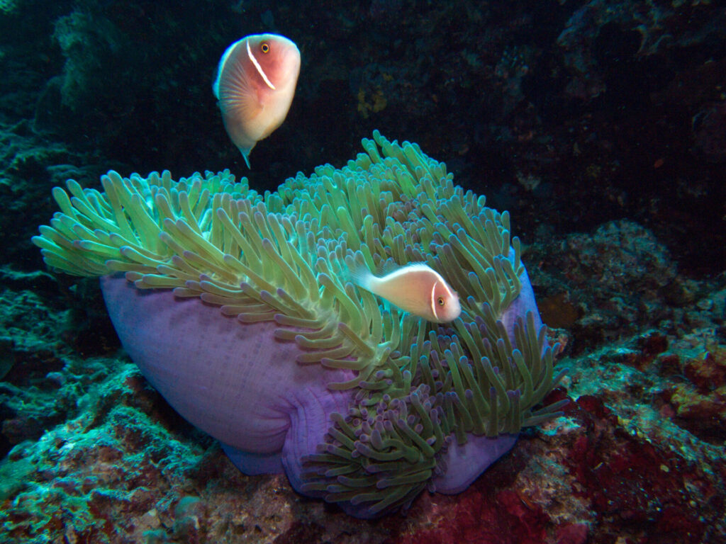 h_20_flores_sebayur_blaue_anemone_anemonenfisch