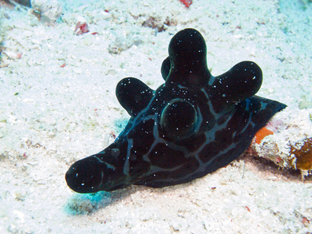 h_70_flores_sebayur_nacktschnecke