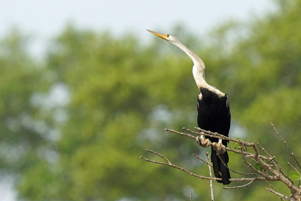 indien_goa_dsc07432