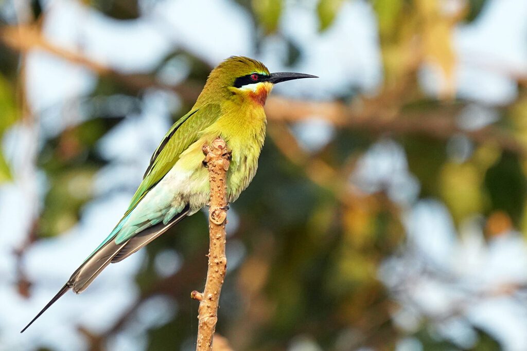 indien_goa_dsc07485