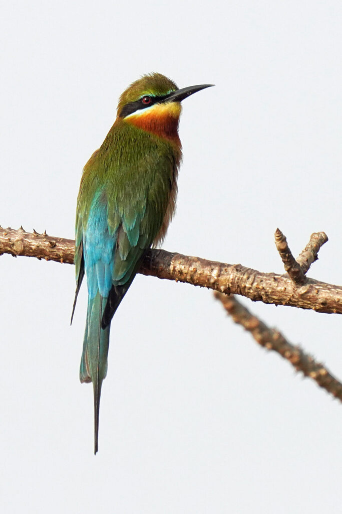 indien_goa_dsc07586