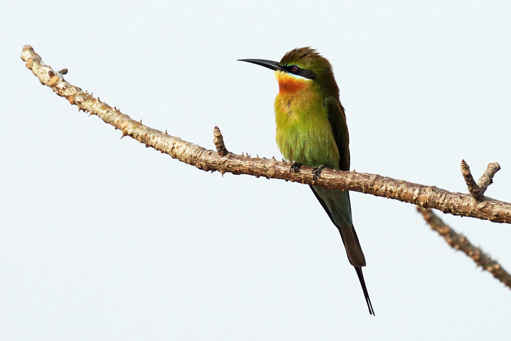 indien_goa_dsc07602