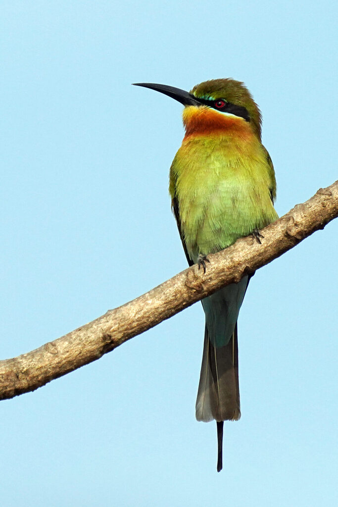 indien_goa_dsc07626