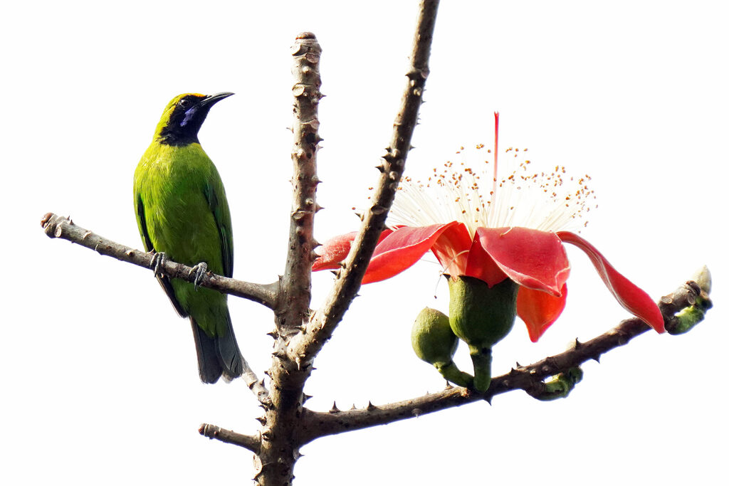 indien_goa_dsc07652