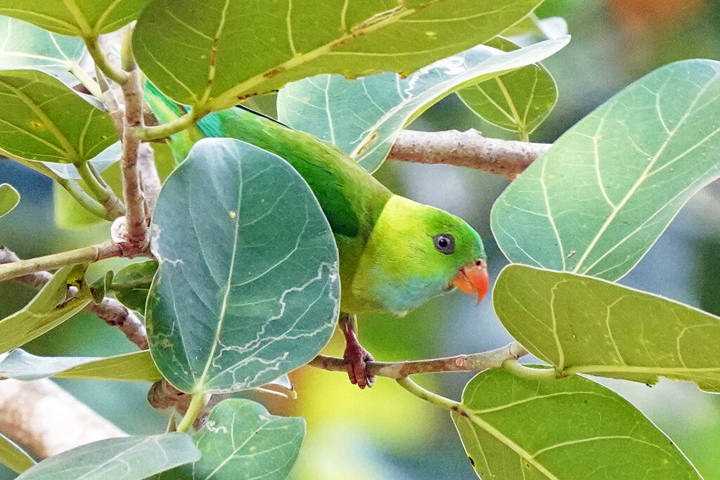 indien_goa_dsc07769