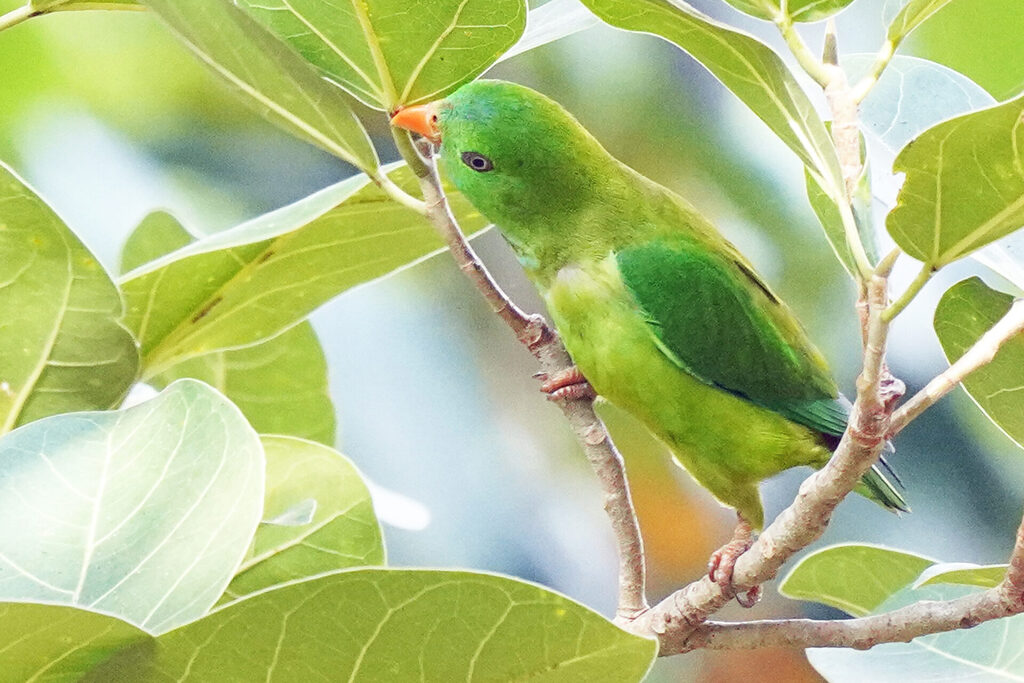 indien_goa_dsc07773