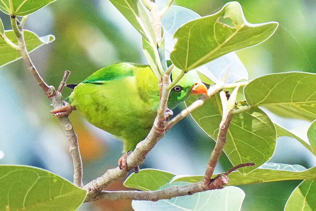 indien_goa_dsc07778