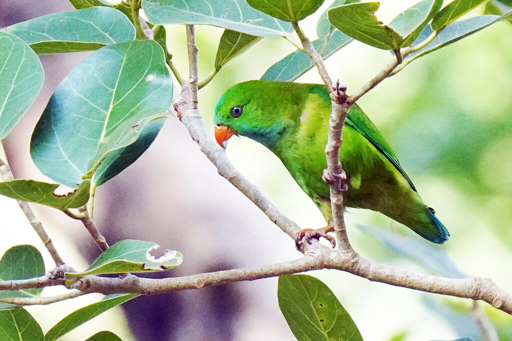 indien_goa_dsc07810