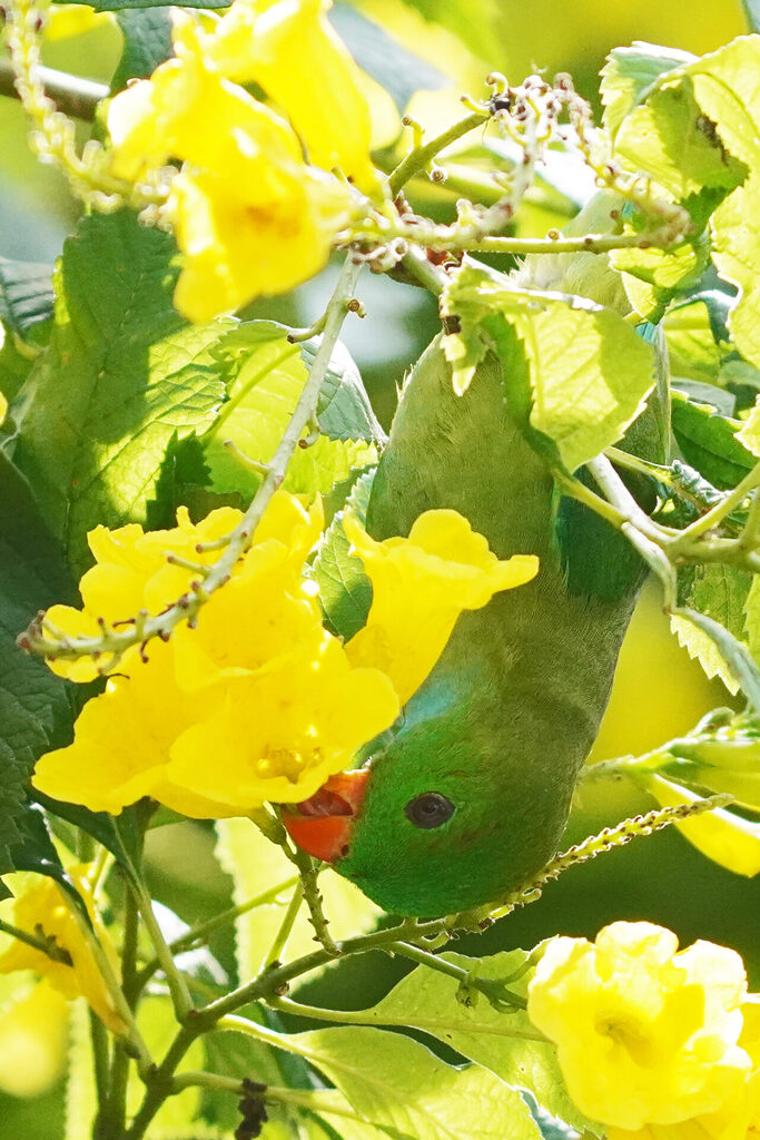 indien_goa_dsc07866