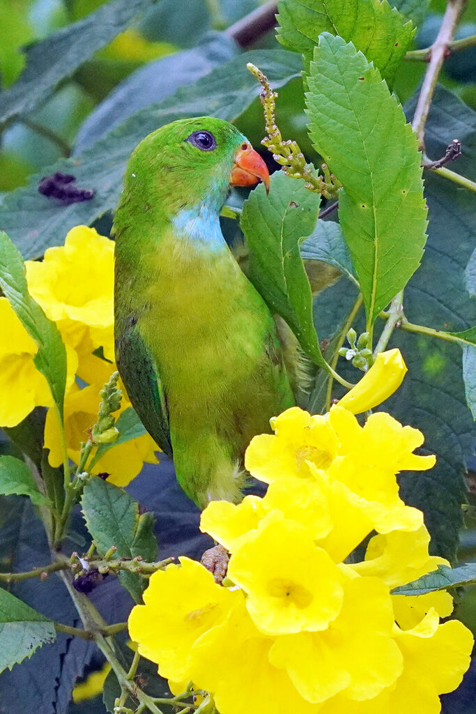 indien_goa_dsc07883