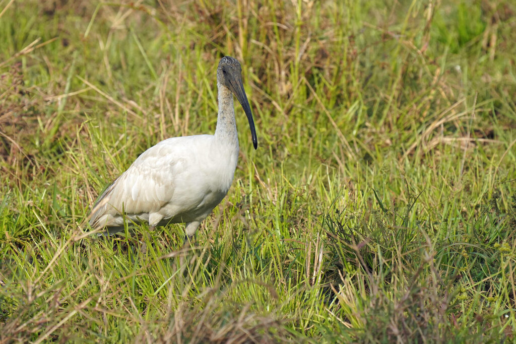 indien_goa_dsc08098