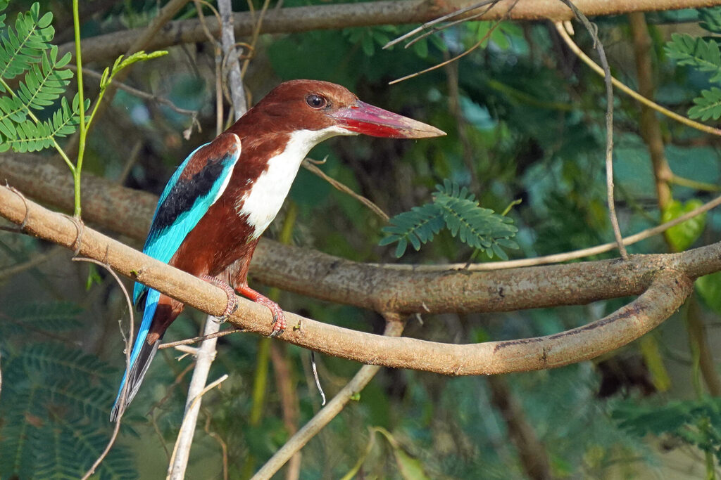 indien_goa_dsc08135