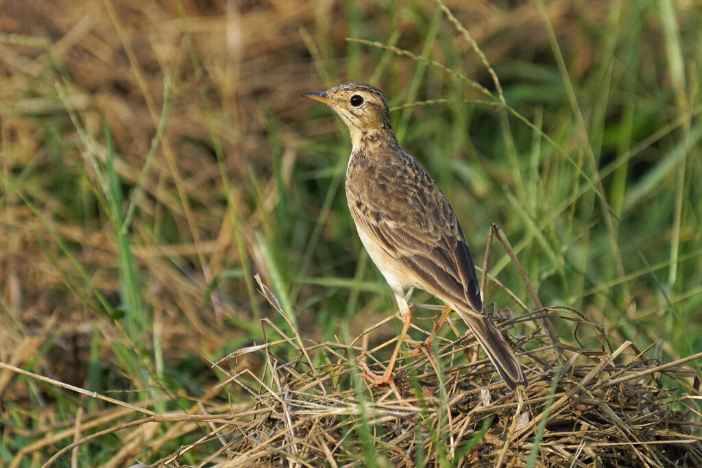indien_goa_dsc08217
