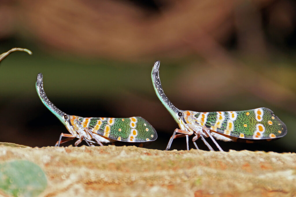 Laternenkäfer im Kaeng Krachan Nationalpark in Thailand